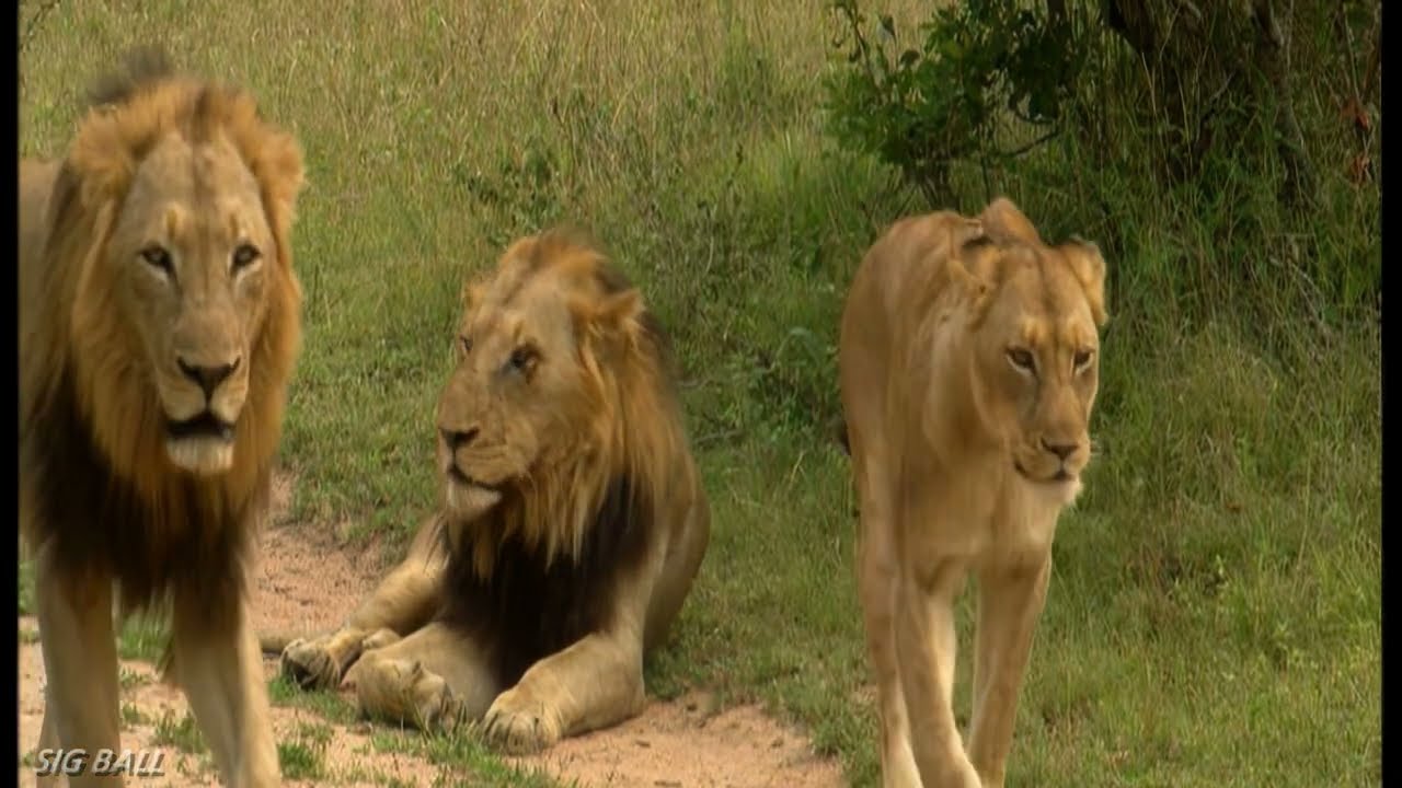 Rollercoaster Males /Shaw Males - 2001 - 2002  and the Sparta Lionesses/Mak Sen /Broken Nose