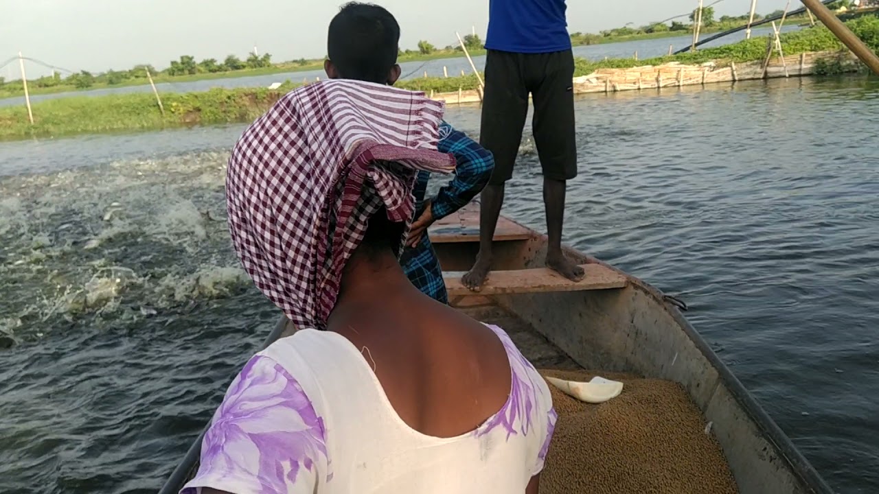 Pangasius Culture Tank.Near Gudivada AP