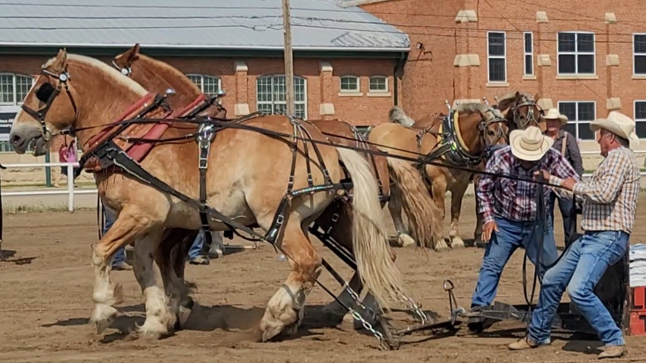 Heavy Horse Pull #horse #pullups #drafthorses @Viral horsepower @Horses @HORSE 4U