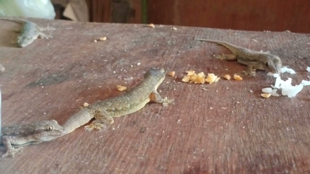 Lizards eating cracked peanut and rice