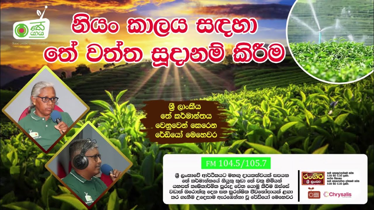 මඳ සීතලේ සහ සෙවණේ තේ ගහ ආරක්ෂා කරගැනීමේ නිවැරදි ක්‍රම | තේ යාය - Farmer Voice Radio