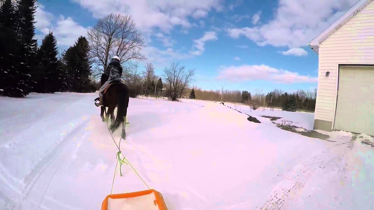 Horse Sledding Winter 2016