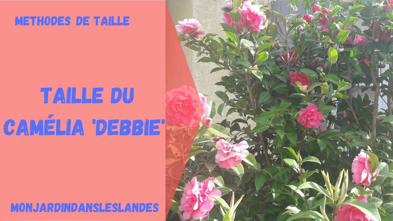 Taille du camélia 'Debbie' - Monjardindansleslandes