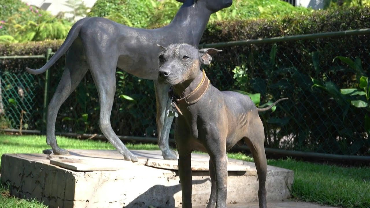 Revered by Aztecs, Mexican hairless dog in style again in hipster era | AFP