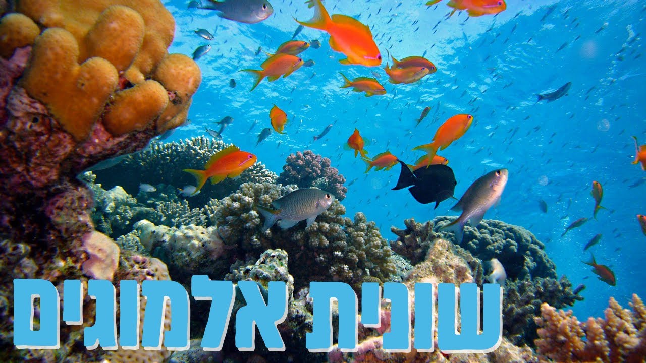 שונית אלמוגים לילדים ריף אלמוגים אלמוג בים 🐠 צלילה בים עולם המים לילדים