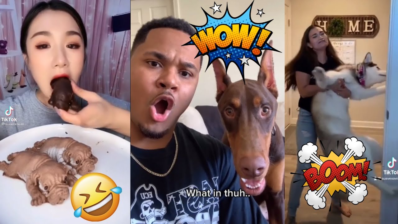 Try not to Laugh Funny Dogs Reaction