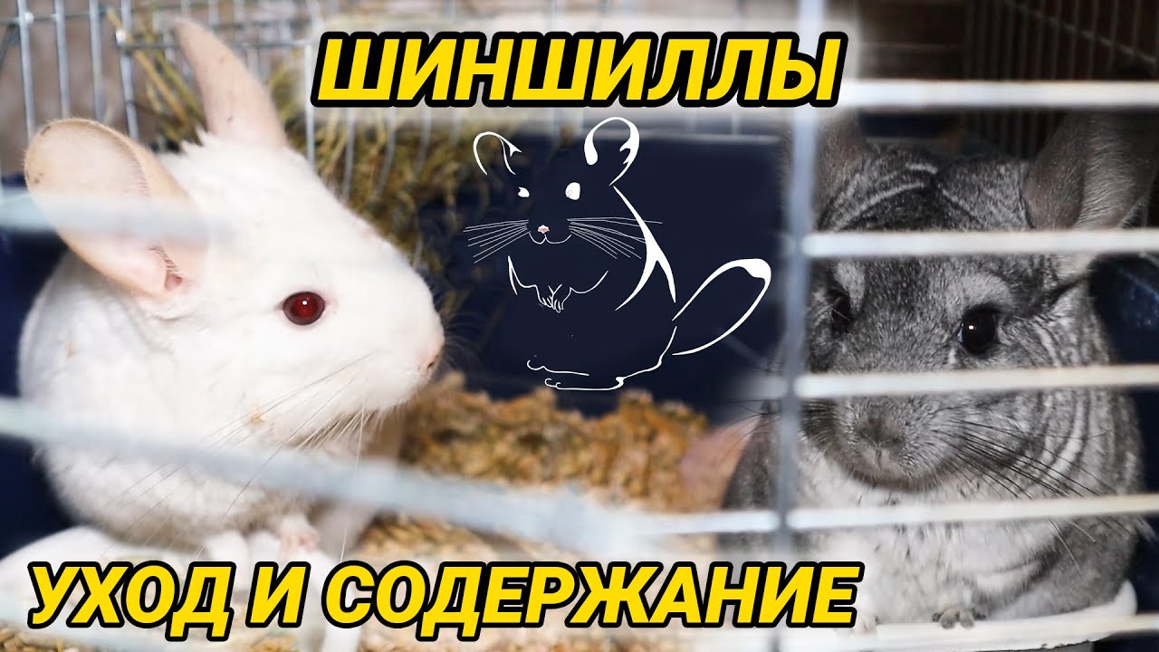 Шиншиллы - уход и содержание. Как ухаживать за шиншиллой в домашних условиях