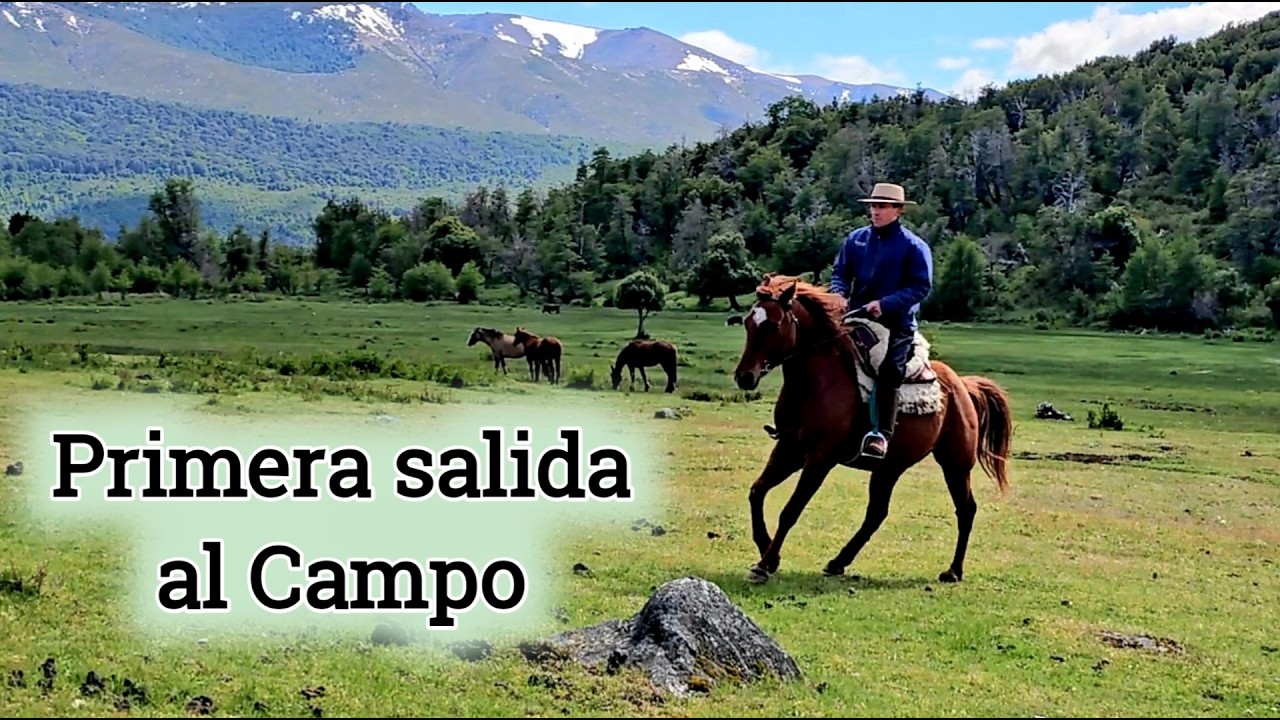 Como preparar a un caballo para la primera salida al campo?