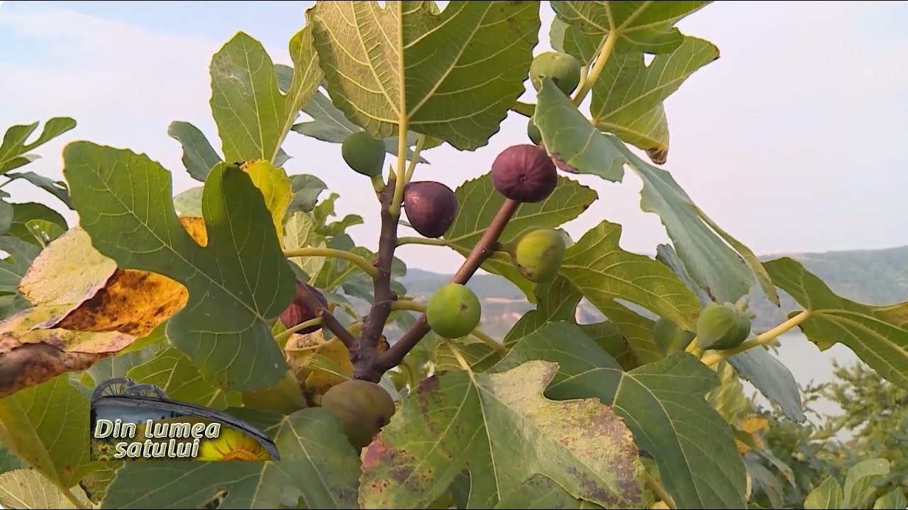 Smochinul, c&acirc;nd &icirc;l plantăm și cum &icirc;l &icirc;ngrijim