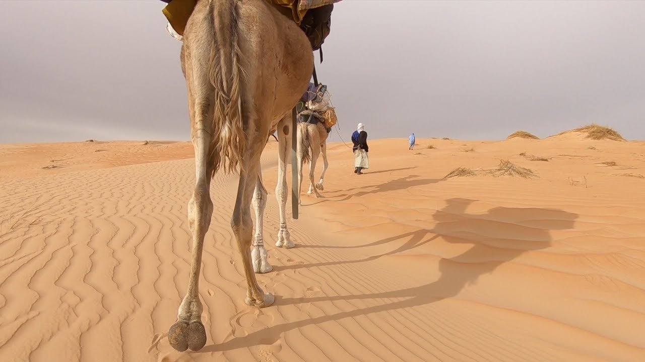 Cameltour Adrar desert