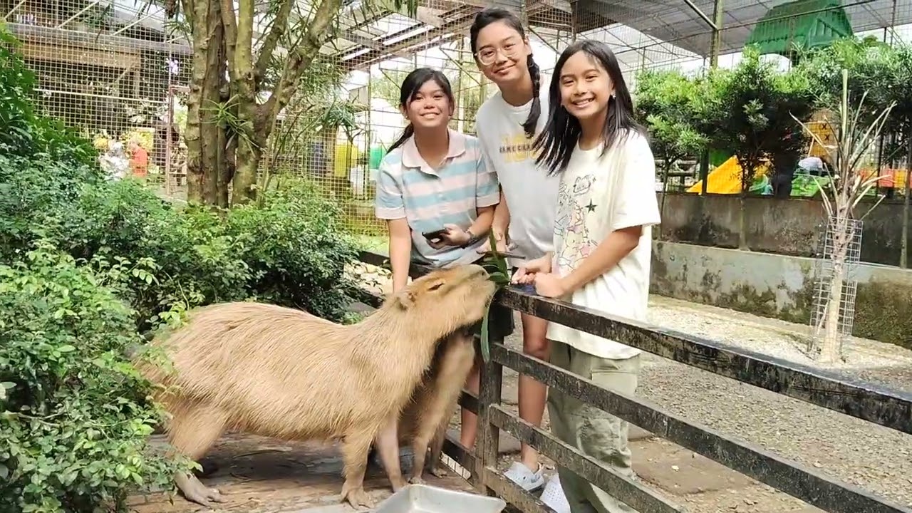 Capybara close encounter 