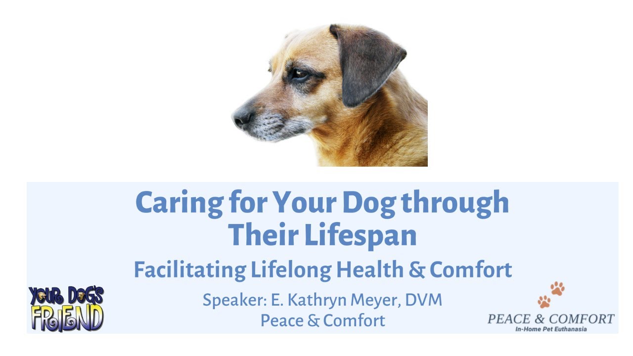 Caring For Your Dog Through 5 Stages of Your Dog’s Lifespan 2-4-2023