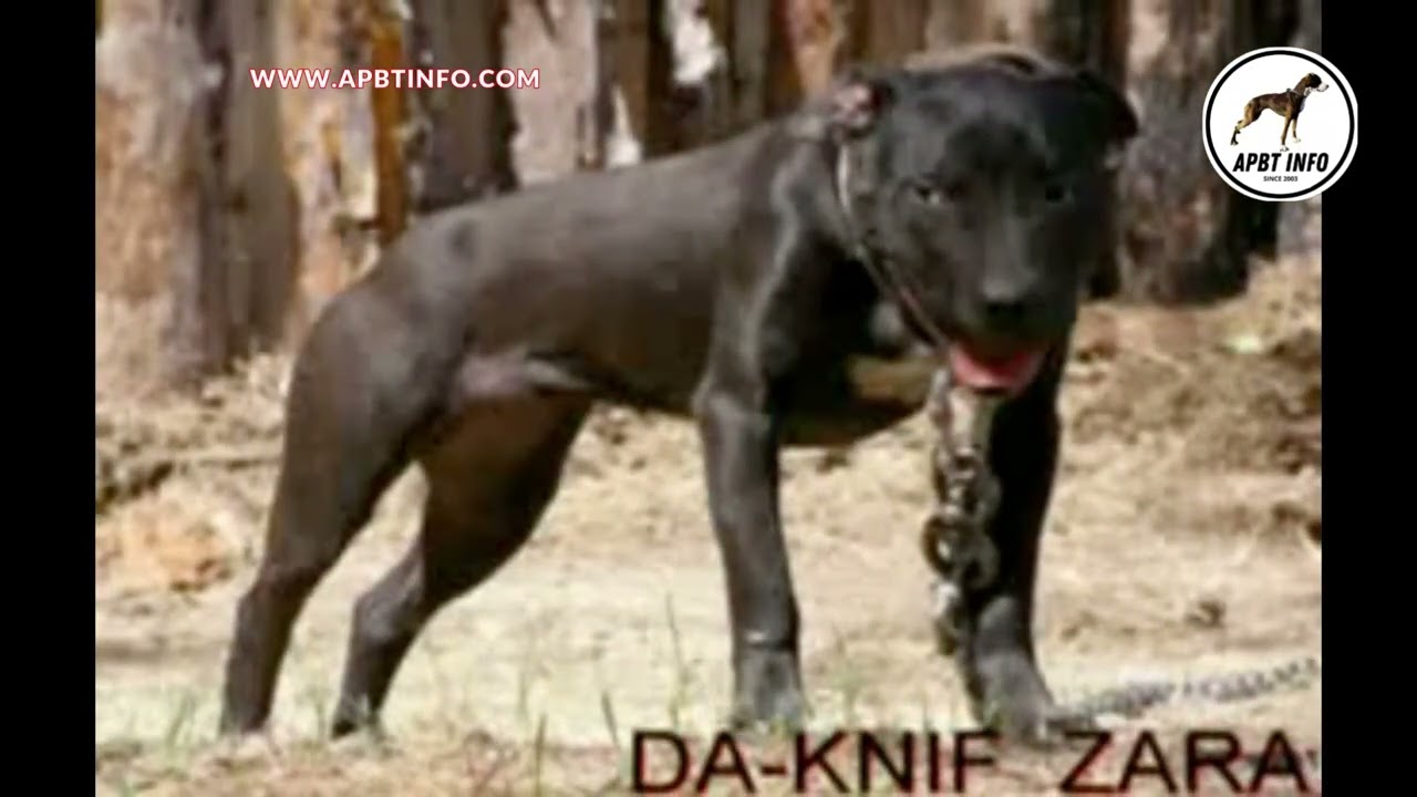 DA-KNIFE KENNEL (RUSSIA) APBT YARD TOUR AND GAMEDOG KENNEL HISTORY
