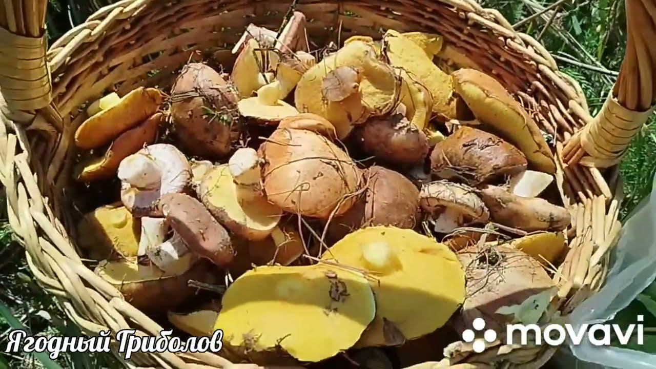 ❗Лучше говорить тихо, иначе останешься без грибов 🤭 Курская область. 08.05.2025 г.❗