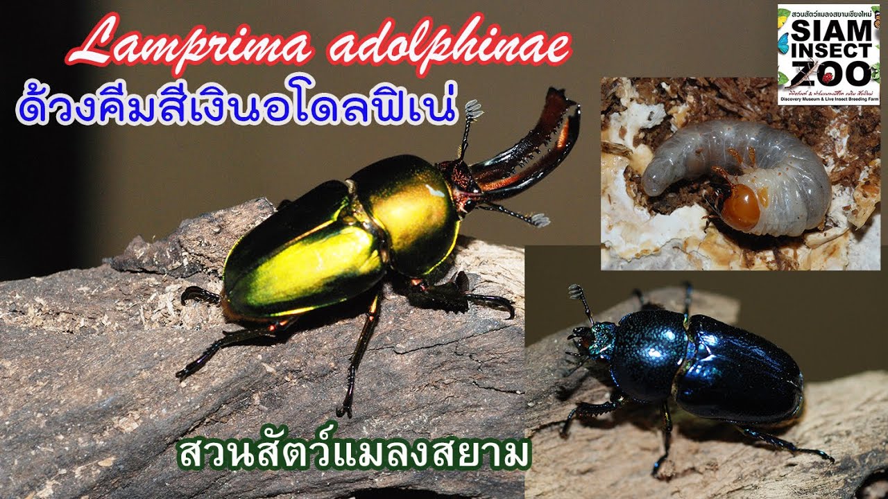 Ep.160 ด้วงคีมสีเงินอโดลฟิเน่  Green Stag Beetle, Lamprima adolphinae (Gestro, 1875)