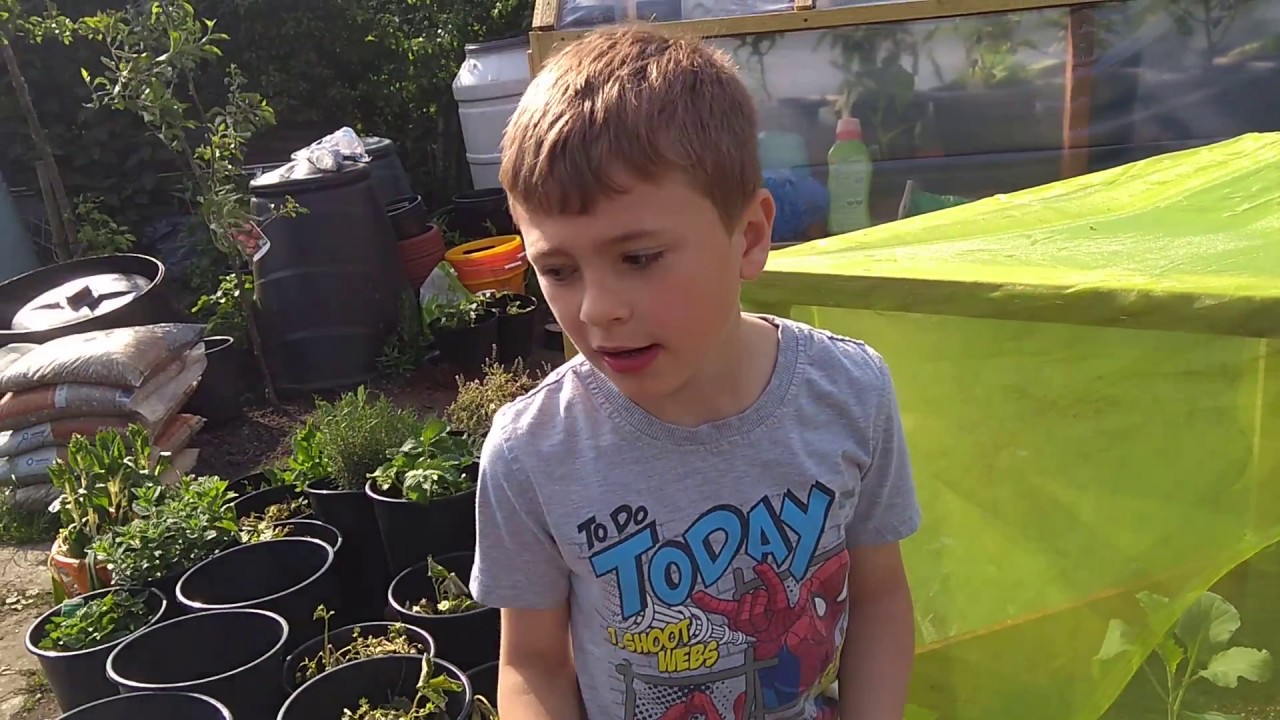 Little Farmers Farm   EP 37   Pea Bed Climber with daddy and the BOYS!!!