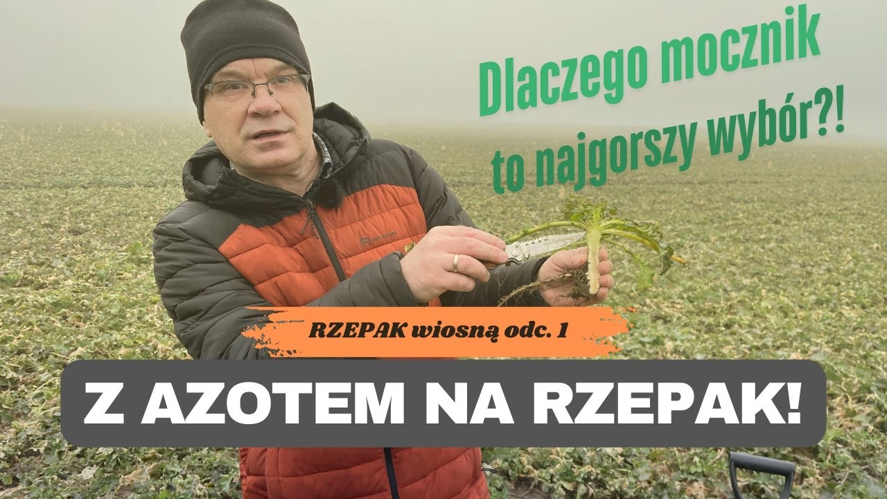 ‼️Dlaczego mocznik to najgorszy nawóz azotowy w rzepaku wiosną❓ Azot dla wszystkich! e-pole