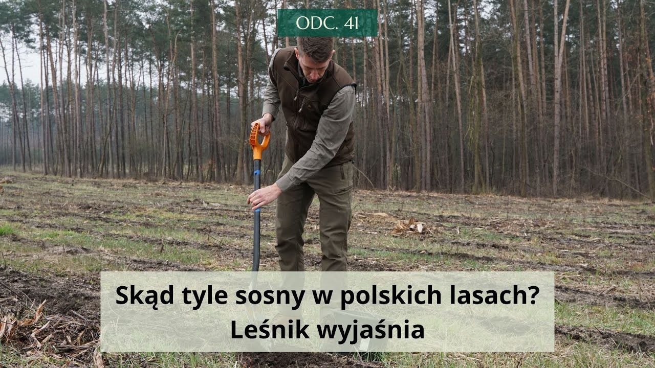 Skąd tyle sosny w polskich lasach? Leśnik wyjaśnia #41