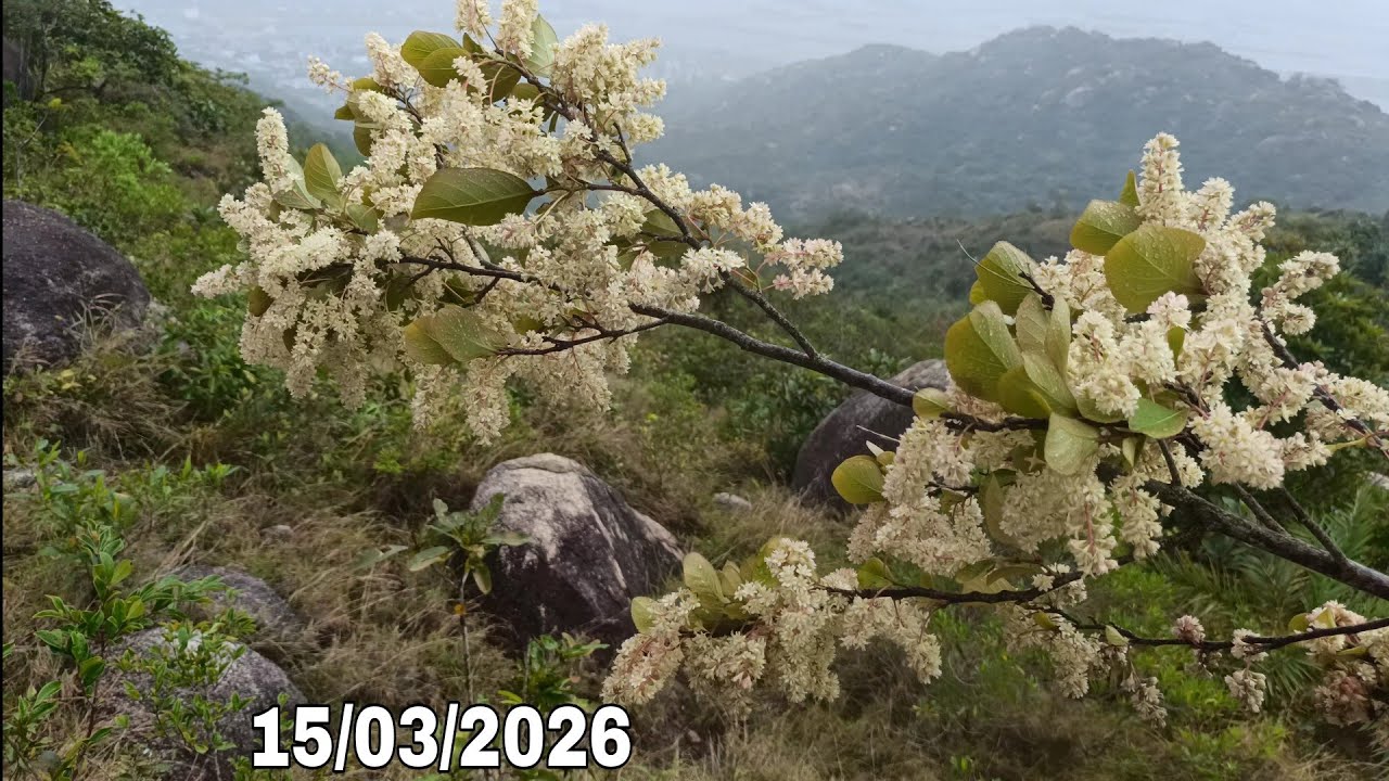 🌳BSKR - Hôm nay có bạch sơn liễu, kim sa tùng, sim tím, nhãn dê, hồng quân, duối (15/03/2026)