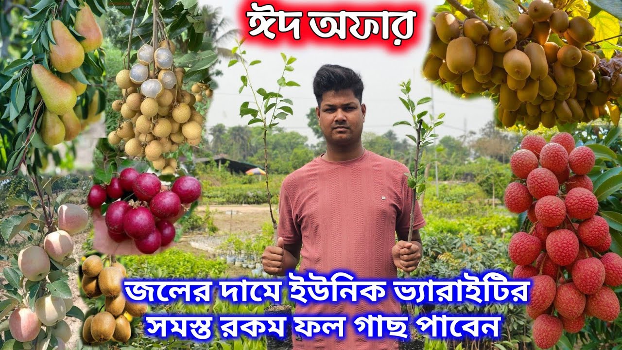 আফ্রিন নার্সারীতে ঈদ উপলক্ষে অফার, সব ভ্যারাইটির দাম কমে কিনতে পারবেন |