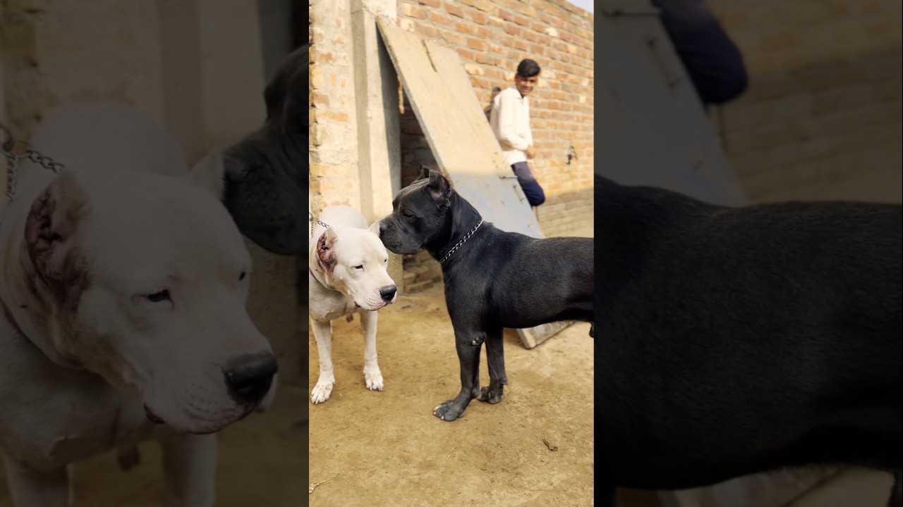 Dogo argentino vs cane Corso 😱🔥 #dog #dogbreed #pets #animals #shorts #trending #alphathedogo