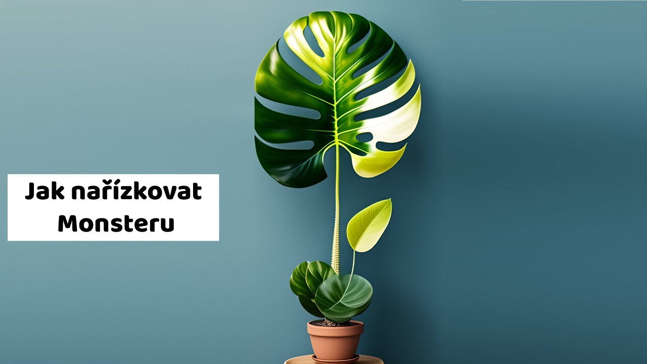 Jak rozmnožit Monstera Deliciosa Albo řízkováním ✂️