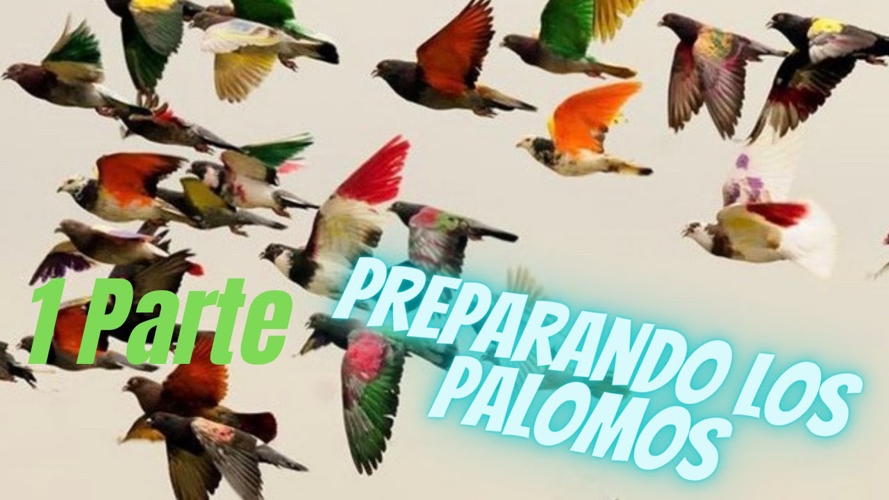PALOMOS DEPORTIVOS I PREPARANDO LOS PALOMOS 2