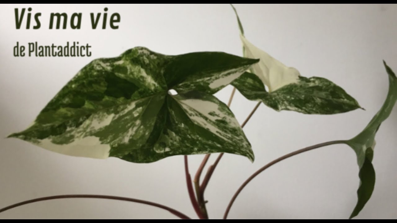 Vis ma Vie de Plantaddict #4 : Syngonium Variegata, Thrips & Culture en billes d'argile