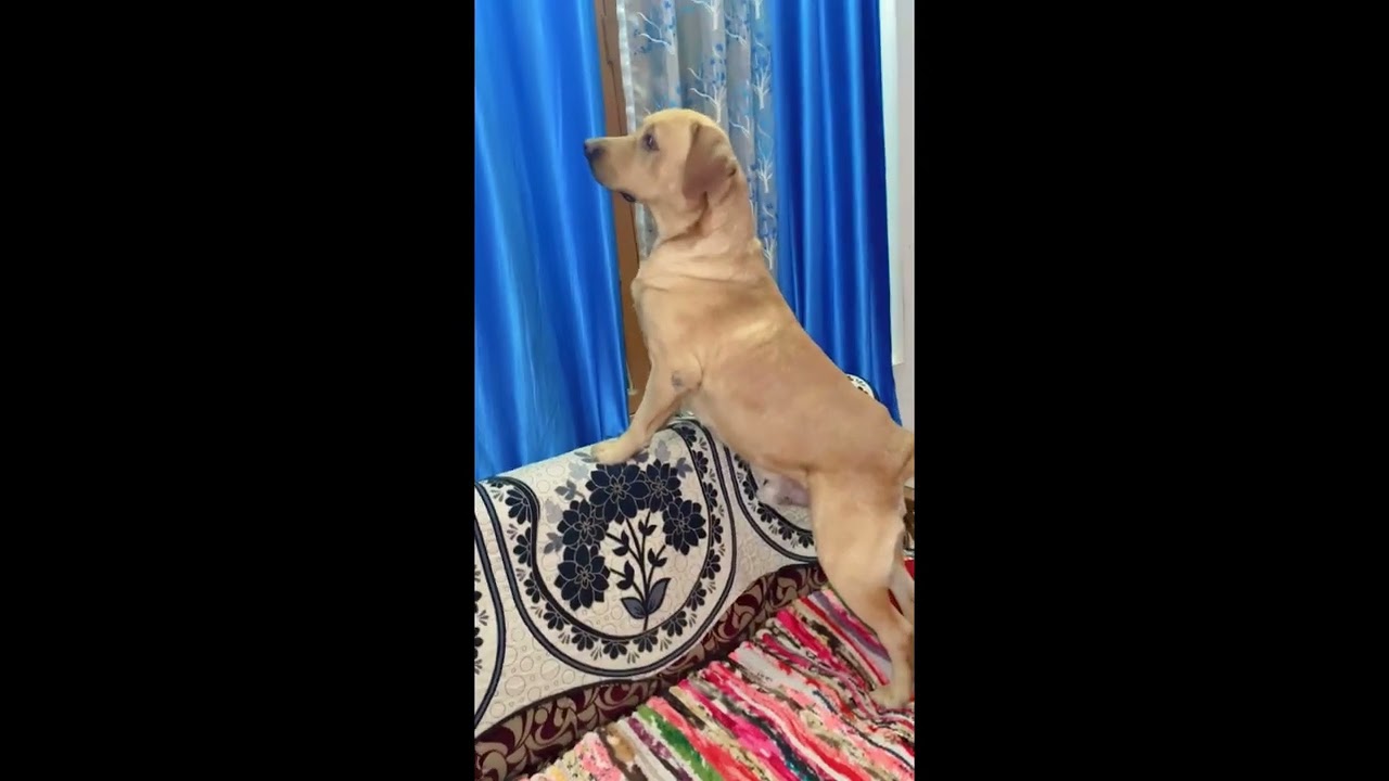 Aaj fir maar dali Chhipkali 🦎🦮
