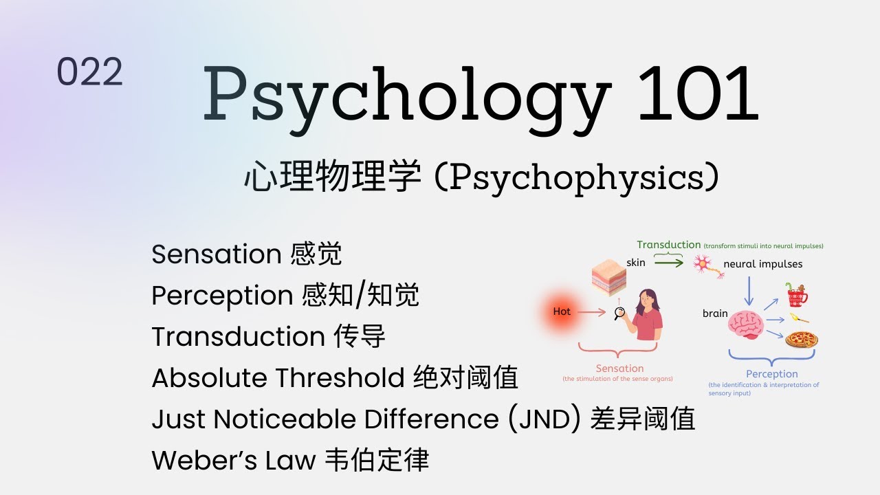 Psychology101|感觉(Sensation) 感知(Perception) 和心理物理学(Psychophysics)