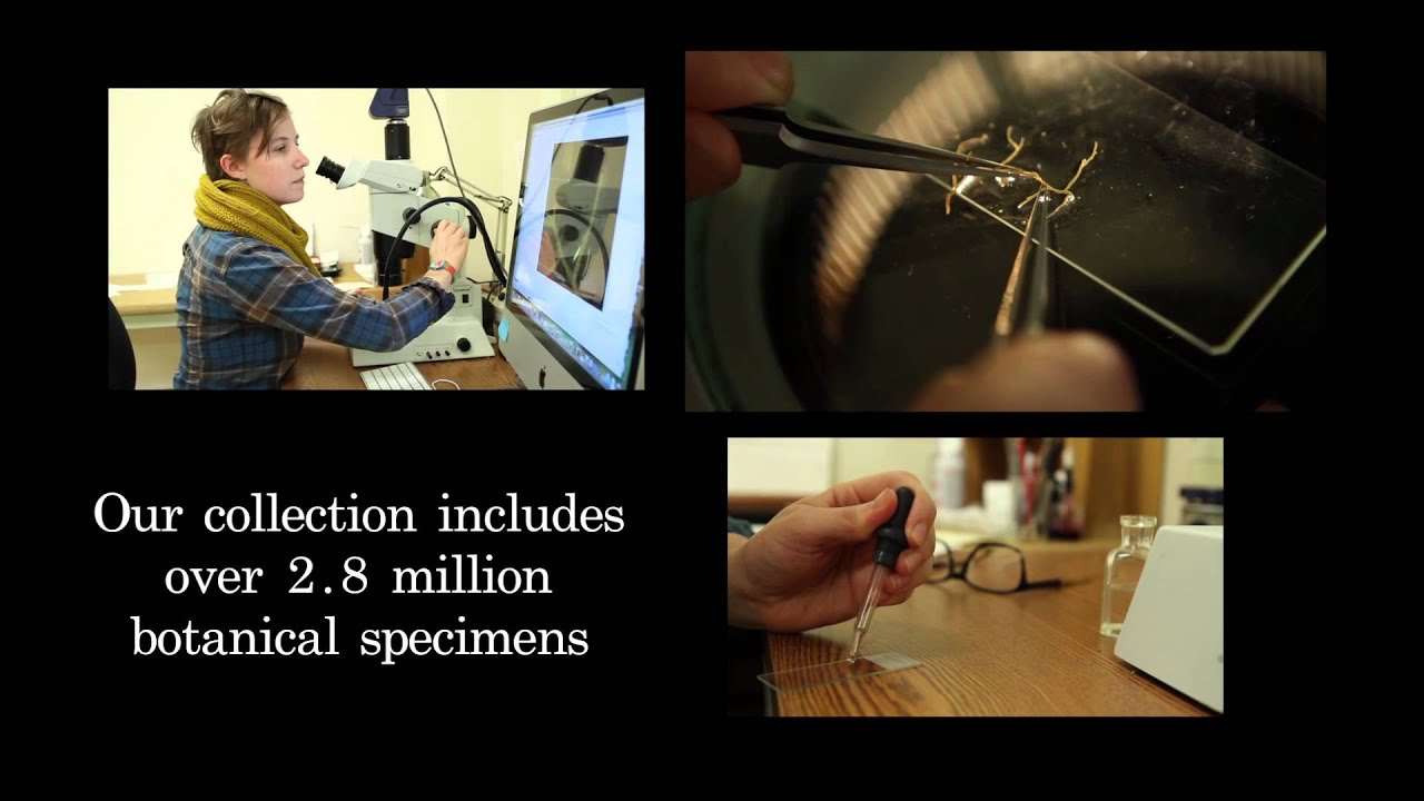 Botany Research at the Field Museum