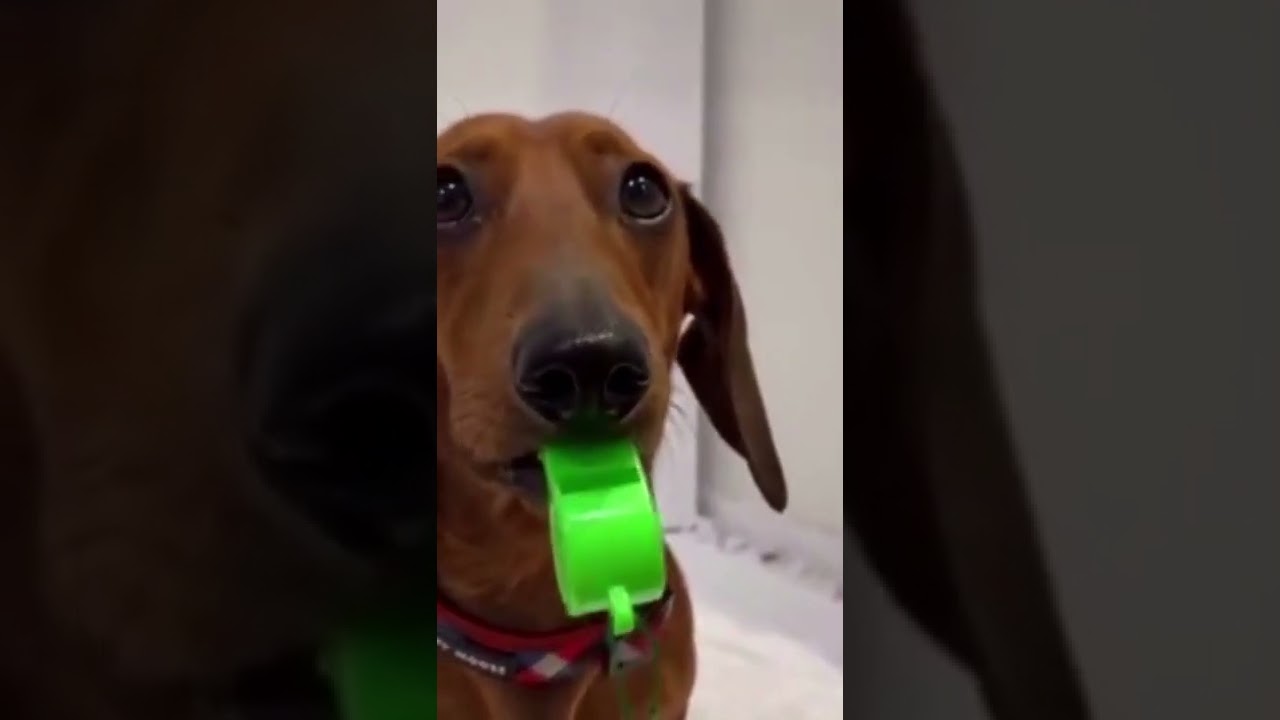 Apito de cachorro  - Cachorro do apito #shorts #apitodecachorro #latidodecachorro #cachorro