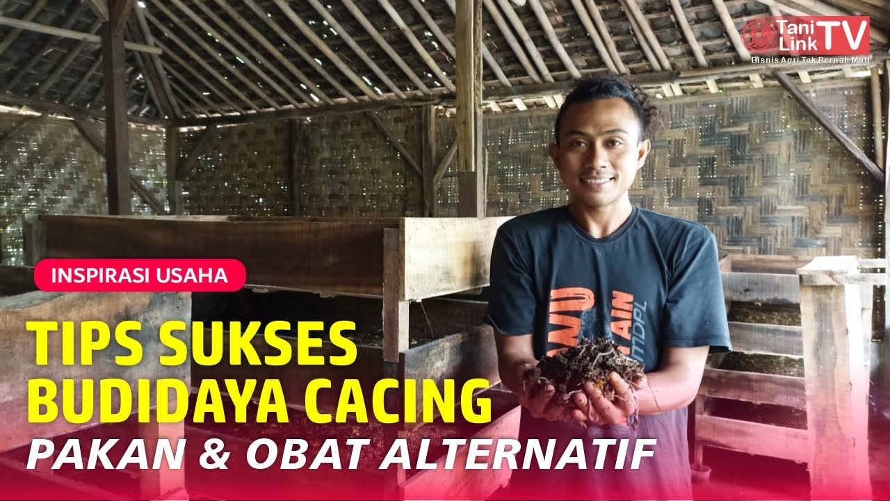 Budidaya Cacing Lumbricus dan ANC di Lahan Sempit Hasil Selangit