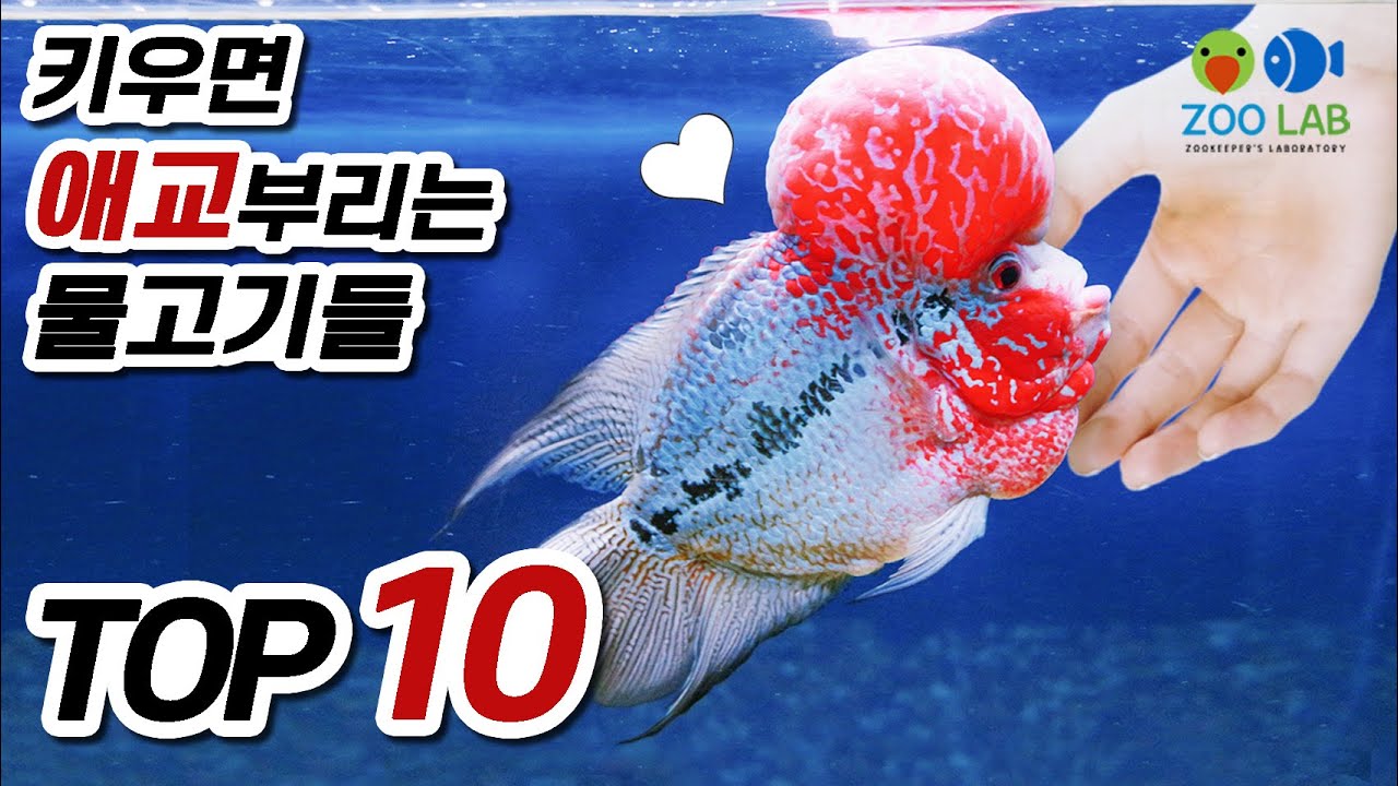 사람과 교감가능한 물고기들 TOP 10    물강아지,  열대어 키우기, 해수어 키우기, 강아지키우기, 반려동물 키우기