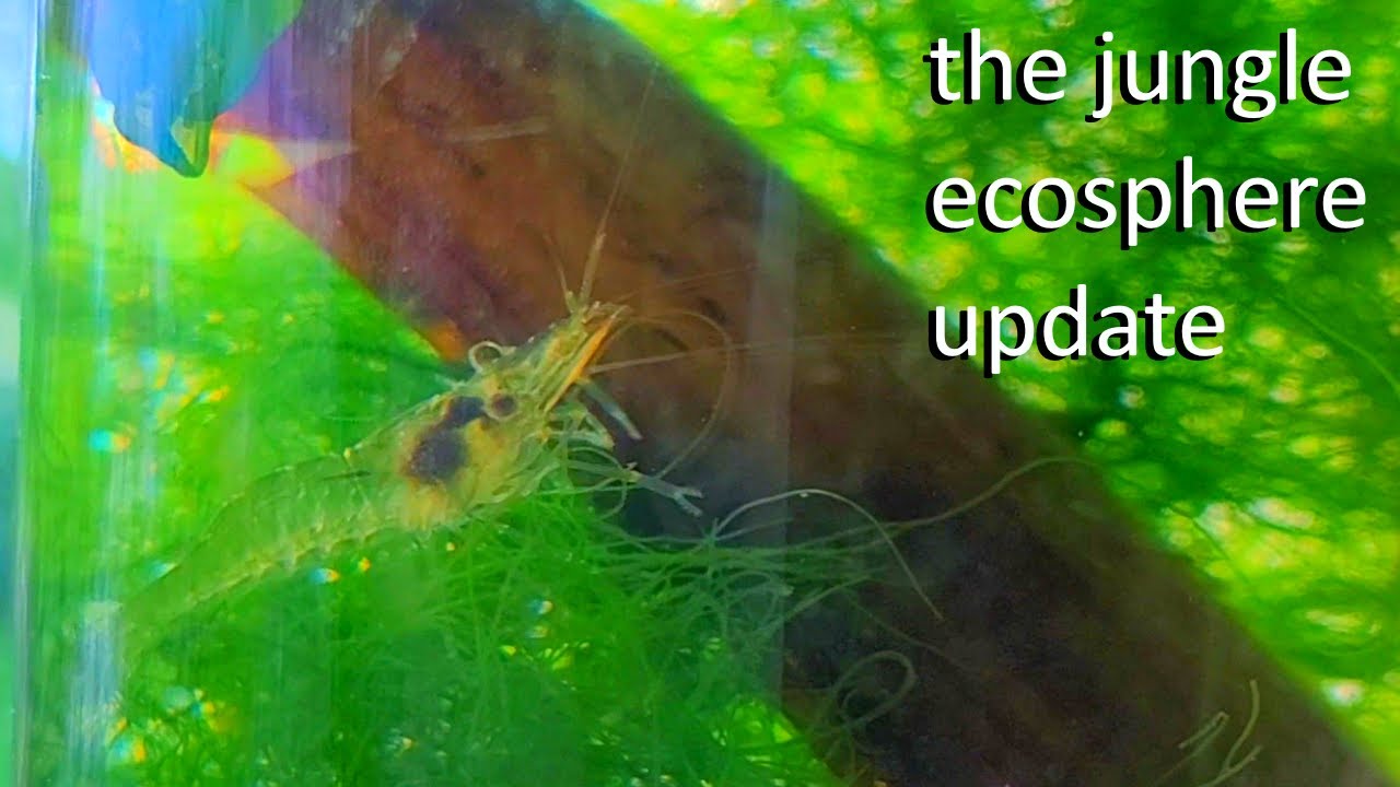 UPDATE: The Jungle Ecosphere - thriving creatures in salt water
