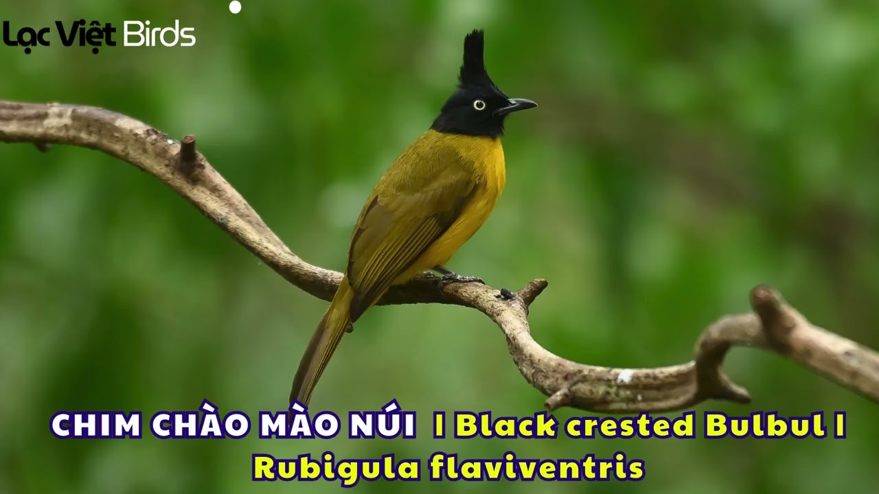 CHIM CHÀO MÀO NÚI HÓT ( CHÀO MÀO ĐẦU ĐEN ) | Black crested Bulbul (Rubigula flaviventris)