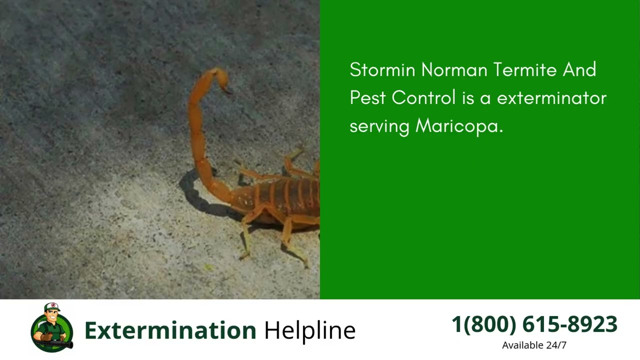 Top 3 Exterminators in Maricopa