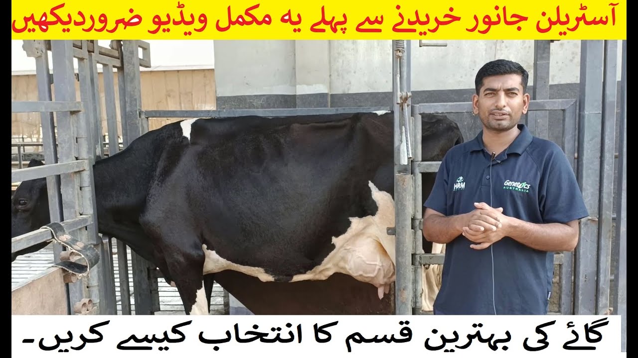 Characteristics of Highest Milk Producing Cow Breeds | Holstein Friesian | HRM Dairies | Dr.Sajid