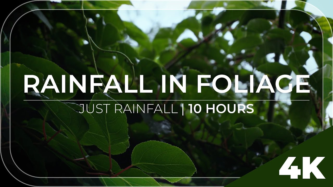 Rainfall in Foliage | 10 Hours of rainfall