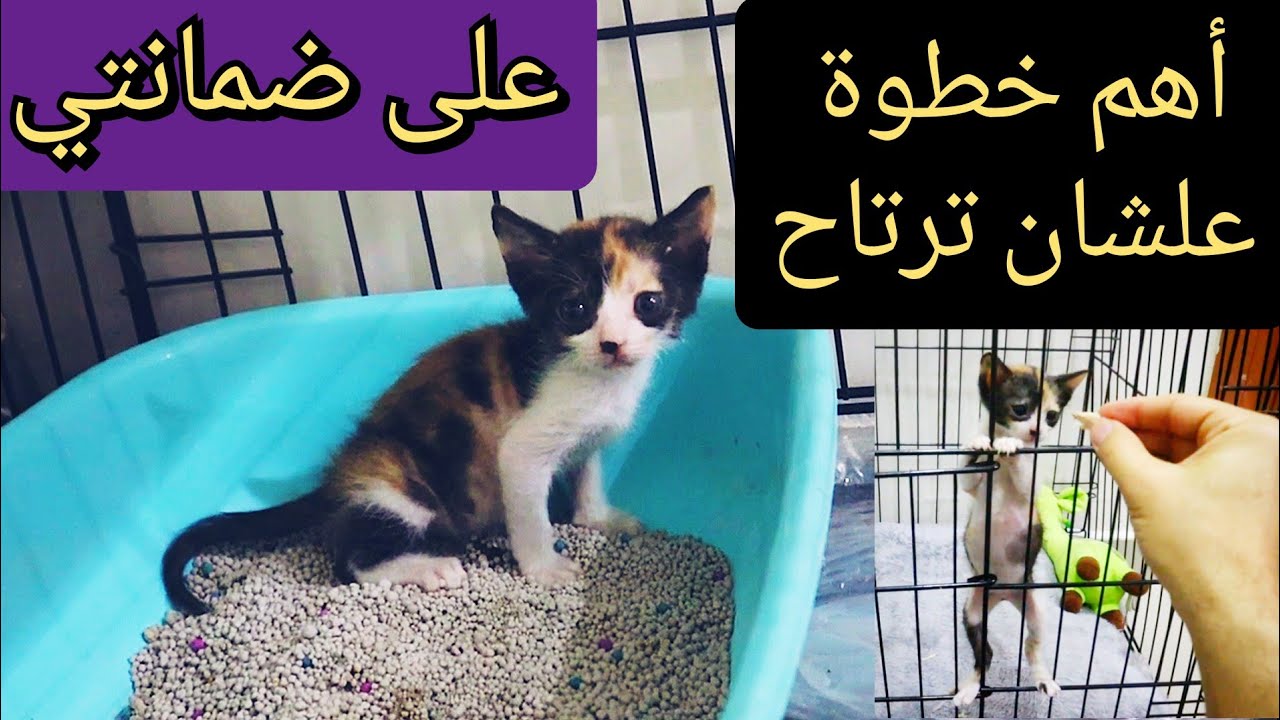 طريقة تعليم القطط الرضيعة على الليتر بوكس الجزء الثاني ( الخطوة المهمة) How to litter train kittens