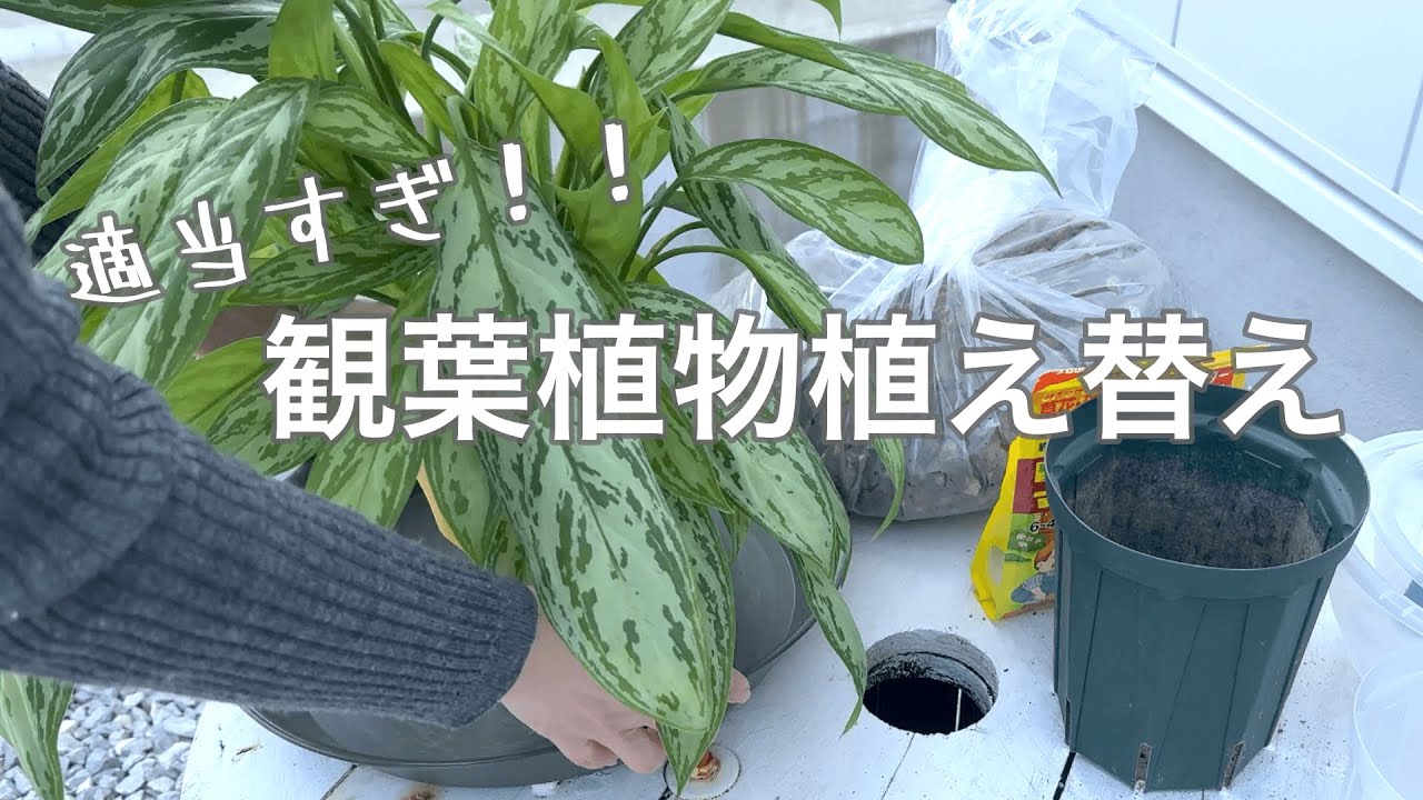 【観葉植物】春なのでまったりゆる〜く植え替えするだけの動画