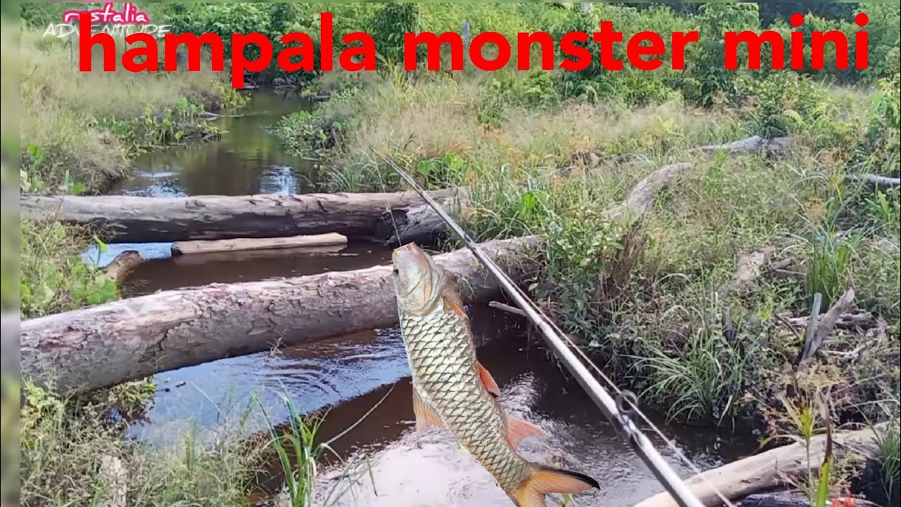 Mancing ikan HAMPALA untuk di pelihara || hampala predator air tawar