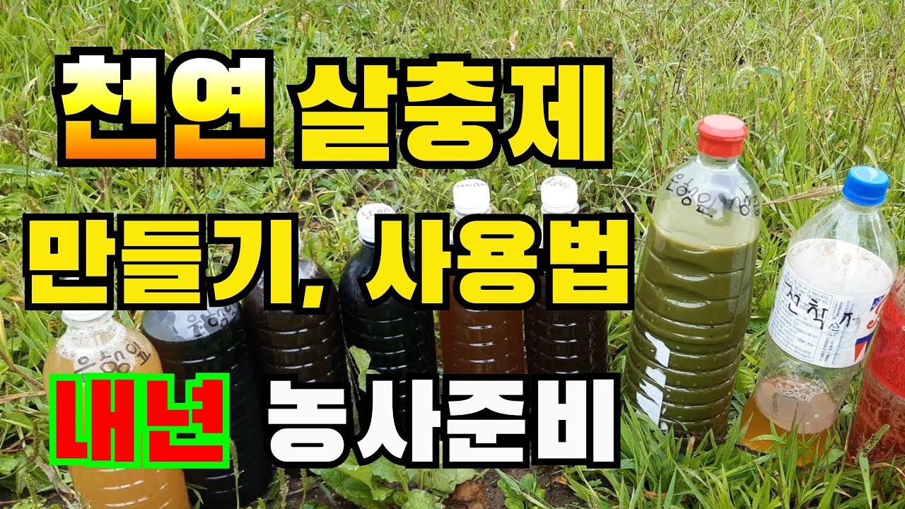 천연 살충제 만드는 방법, 사용법 / 은행 살충제 만들기 / 친환경 살균제 사용법 / How to make a natural pesticide, how to use it