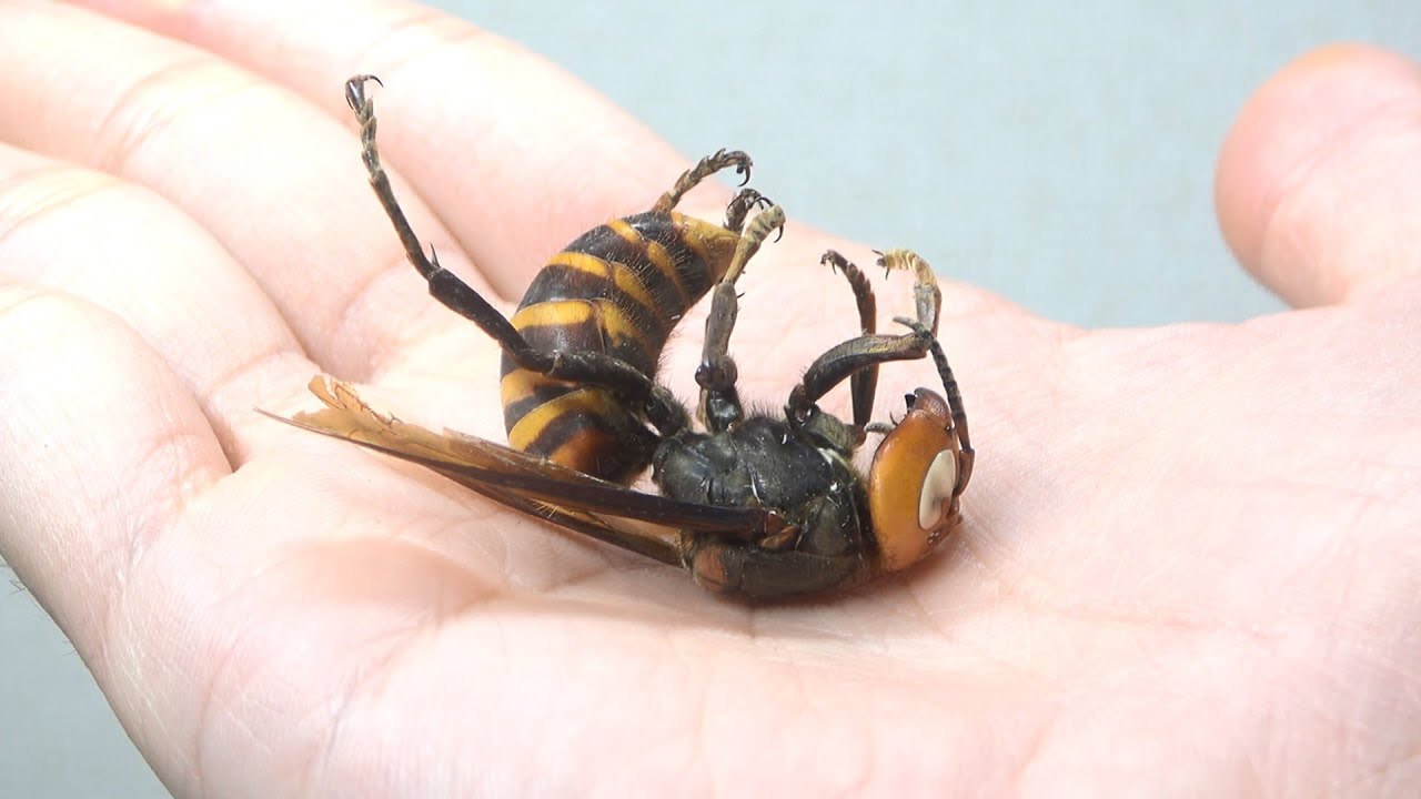 ペットのオオスズメバチがゾンビ菌に殺されました
