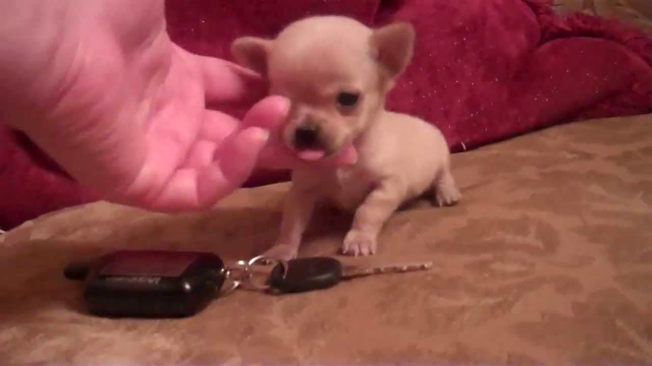 Micro Pocket Teacup Chihuahua** Female** Apple head  Buttercup Baby Houston Texas 2 lbs grown