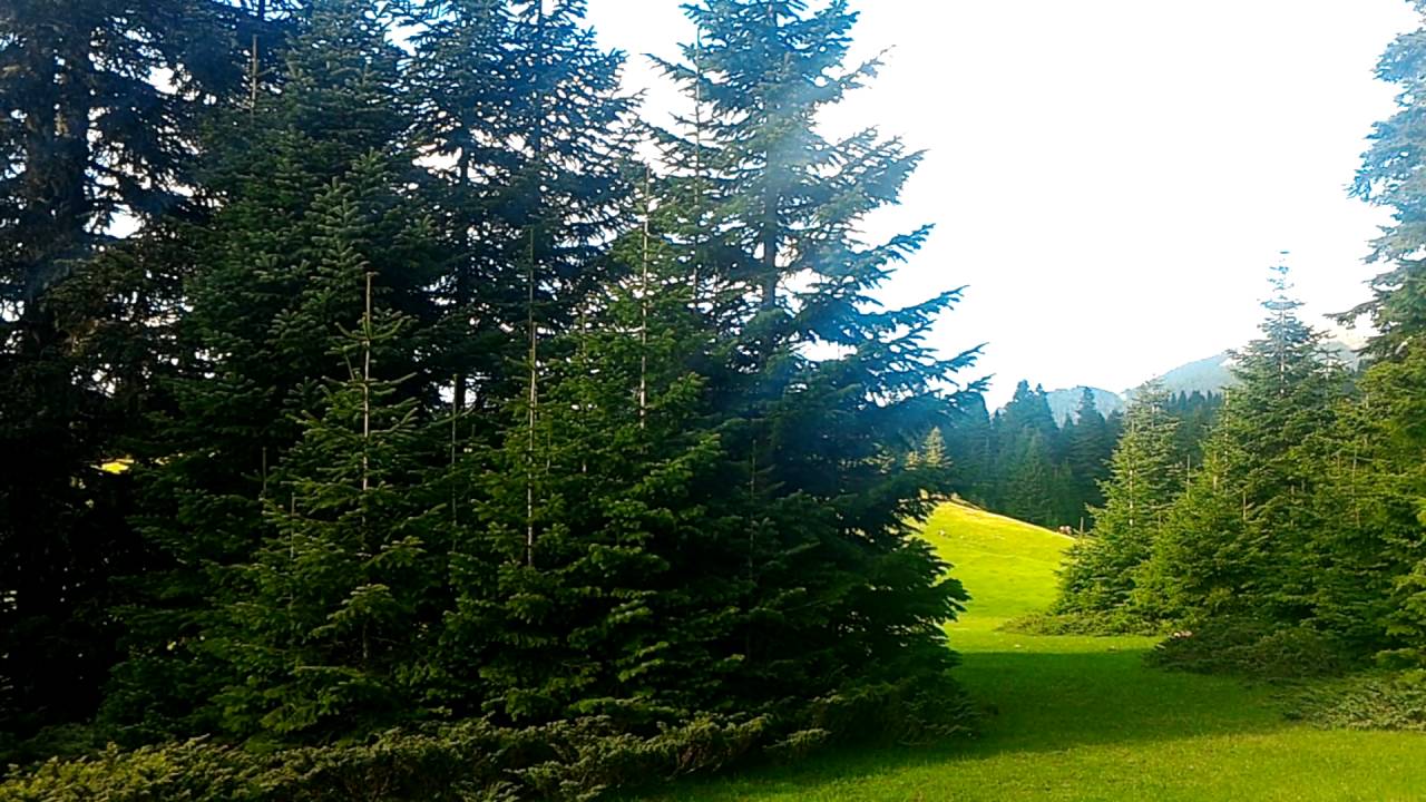 İlgaz Daği Tanıtım.Tepelice Yaylası. Çankırı Ilgaz