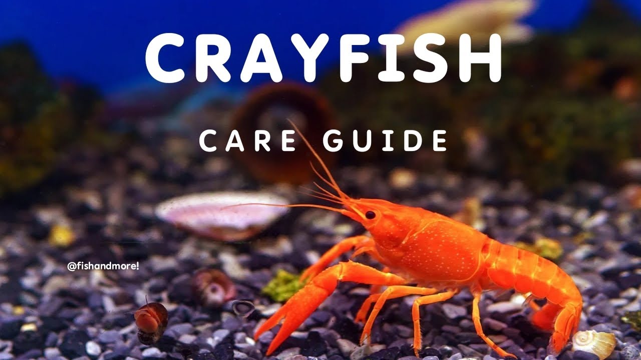 CRAYFISH CARE GUIDE FOR BEGINNERS | HOW TO CARE FOR CRAYFISH
