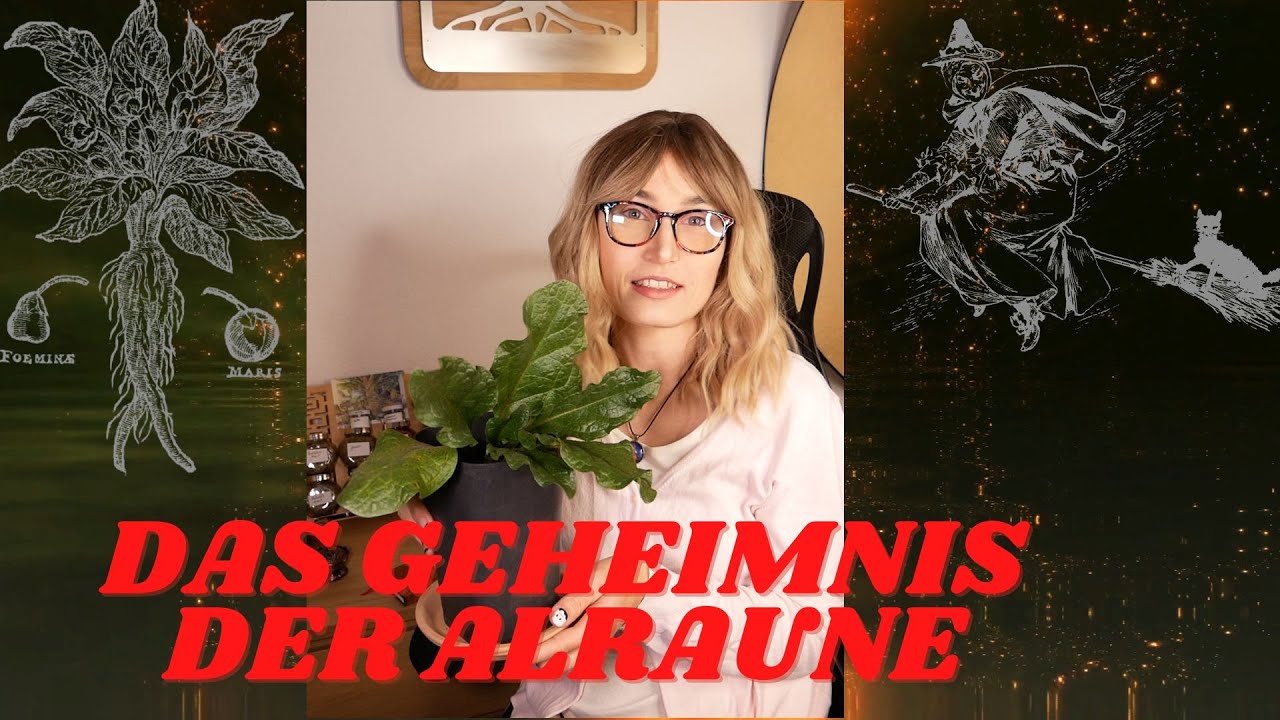 Giftige Alraune - Aphrodisiakum und Rauschmittel