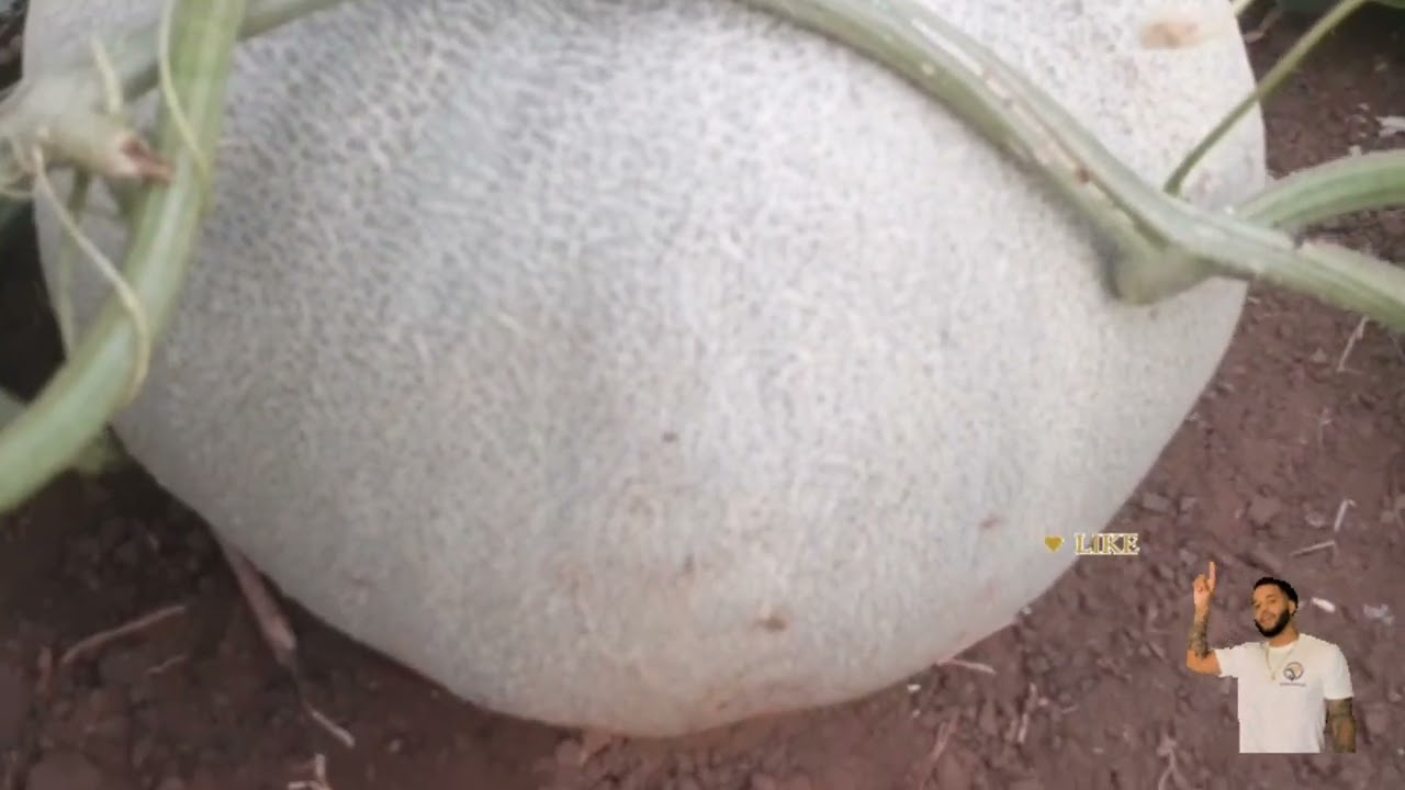 Uji Coba Grafting Labu Putih Dan Melon @petanindeso