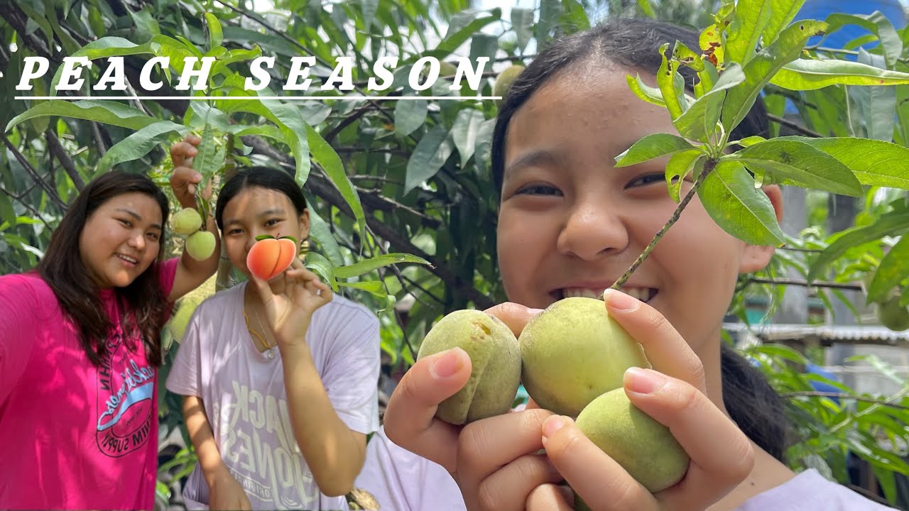 Harvesting Peaches 🍑 || Life in Arunachal Pradesh || Organic Farming 